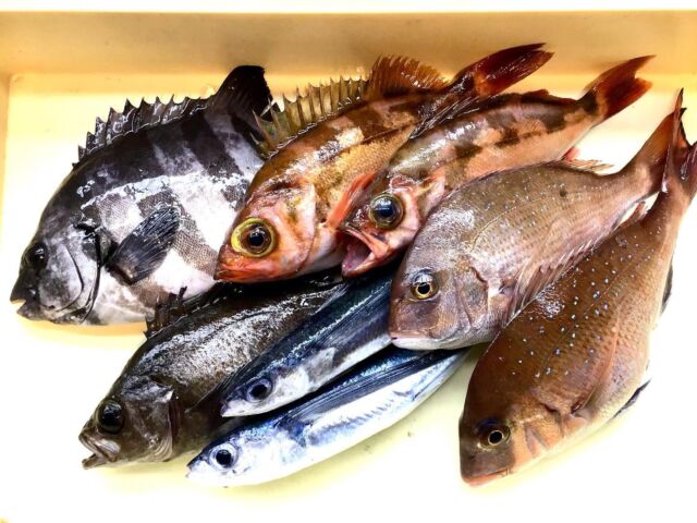 本日のおすすめ
トビウオ、メバル、石鯛、岩牡蠣、甘鯛、甘海老、水ダコ、雲丹、真鯵、真鯛

朝獲れの魚も入荷するようになりました。
近海で揚がった鮮度抜群の魚は、造りや寿司はもちろん、焼き物や煮付けに。

#寿司　#握り寿司　#季節の寿司　#旬の魚　#メバル  #岩牡蠣  #トビウオ  #アジ  #福井ごはん　#福井テイクアウト　#福井グルメ　#福井の寿司　#福井寿司　#Fukui　#福井　#本日のおすすめ　#福井観光　#福井旅行　#初味寿司本店　#初味寿司　#初味